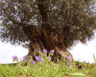 Decreto Sviluppo – Italia prima nel mondo per norme salva qualità olio di oliva