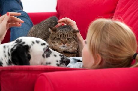 con cane e gatto sul divano