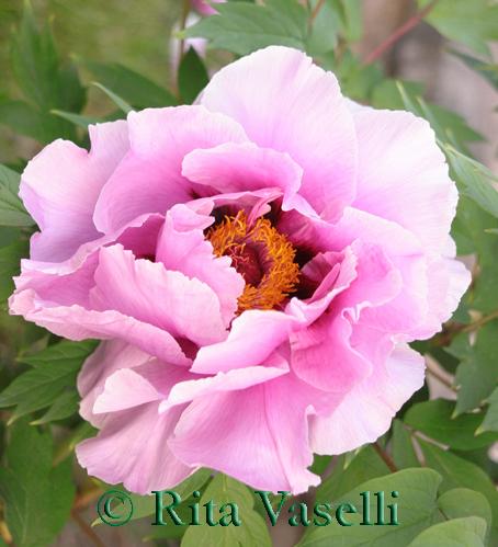 PEONIE MEMORABILI