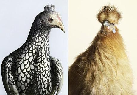 Le modelle sono così noiose...non è che avete un pollo?