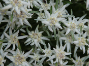 Stelle alpine balcone