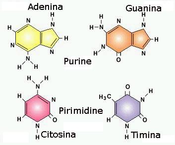 Gli acidi nucleici e le proteine