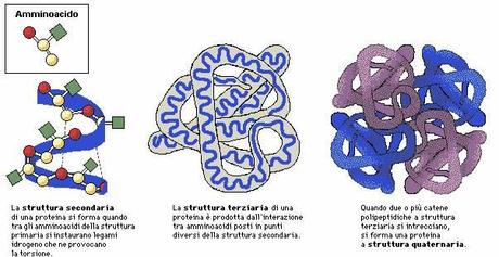 Gli acidi nucleici e le proteine