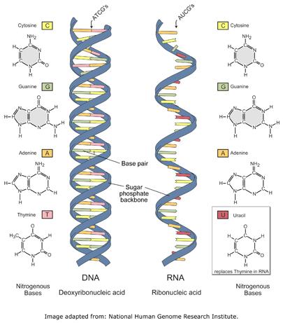 Gli acidi nucleici e le proteine