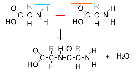 Gli acidi nucleici e le proteine