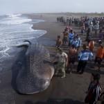 Indonesia: squalo balena spiaggiato. Spettacolare recupero