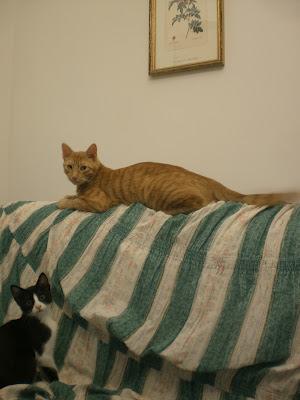 mettersi a proprio agio