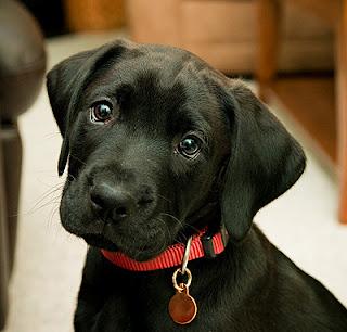 Un piccolo cane nero