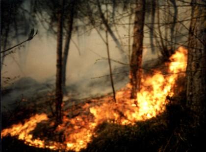 L’Aquila  Pineta di Rolo Roghi con animali usati come innesco