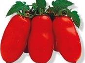Maturazione pomodori verdi