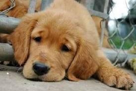 Il cane posted by Gabriele De Pascalis