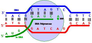 La trascrizione del DNA in RNA: una semplice panoramica