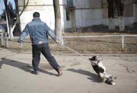 Sta meglio Braccobaldo, il cane strozzato a Catanzaro dall’accalappiacani