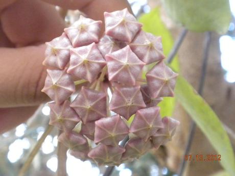 Peduncolo floreale hoya purpureo fusca