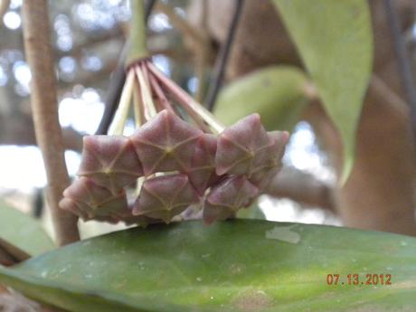 Peduncolo floreale hoya purpureofusca