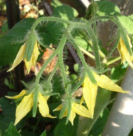 Marciume apicale dei pomodori, una avversità poco comprensibile