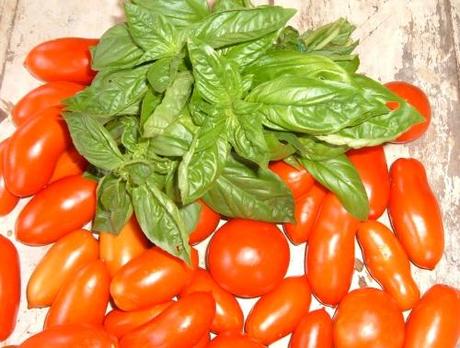 Marciume apicale dei pomodori, una avversità poco comprensibile