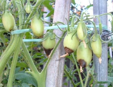 Marciume apicale dei pomodori, una avversità poco comprensibile