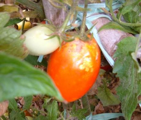 Marciume apicale dei pomodori, una avversità poco comprensibile