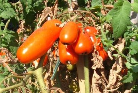 Marciume apicale dei pomodori, una avversità poco comprensibile