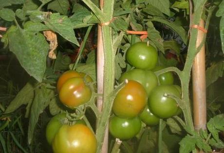Pomodori nell’orto. Vademecum del perfetto coltivatore