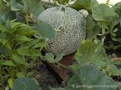 melone retato