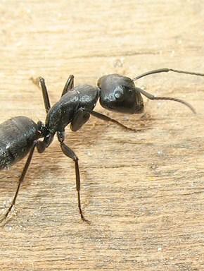 Rimedi Naturali Contro le Formiche