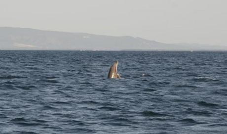 Oristano: a Mare Morto avvistato un delfino ferito