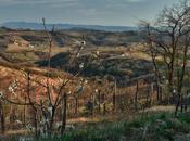 vini Collio goriziano