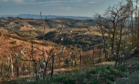 Collio goriziano