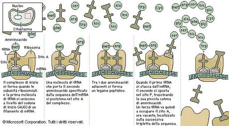 La sintesi delle proteine: una panoramica