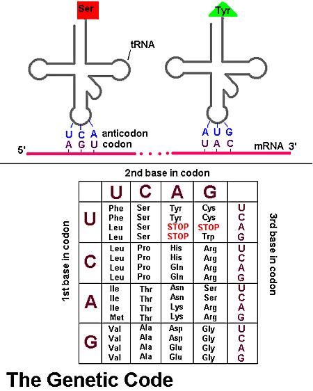 La sintesi delle proteine: una panoramica