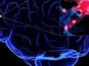 fattori neurotrofici l’NGF