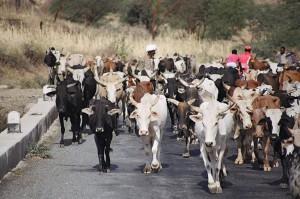 Traffico fra Keren e Massawa