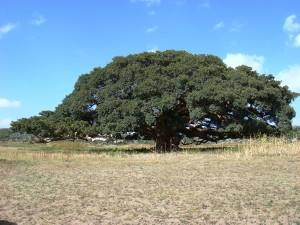 Il Sicomoro Gigante