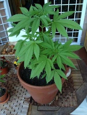 La radicale Rita Bernardini pubblica su Facebook le foto delle piante di marijuana!