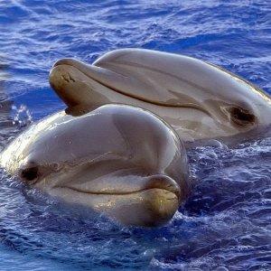 Mare di Versilia meta di delfini Avvistati oltre venti esemplari