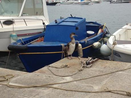 cormorano in porto