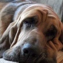 Cani abbandonati-Fine settimana da bollino rosso