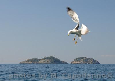 DIVINA COSTIERA e TERRA DELLE SIRENE......