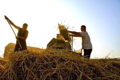 la festa della battitura ad Isola