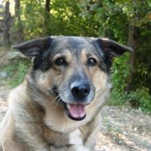 La metà dei comuni italiani non raccoglie i cani randagi