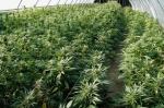 Roma: coltivavano Marijuana nell'antica metro di Roma 