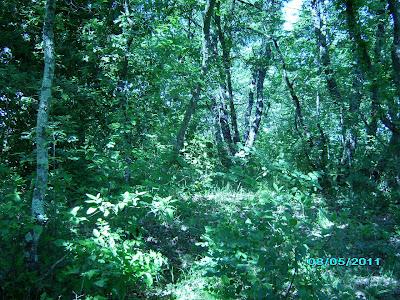 I SOGNI DIVENTERANNO REALTA'..