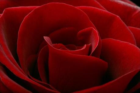 rose rosse