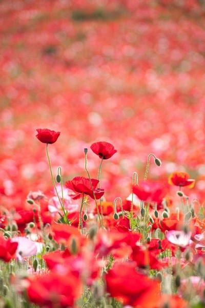 campo di papaveri poppy field