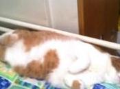 Affido condiviso Oreste Storia gatto