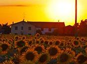 Girasoli Tramonto Martini Marco