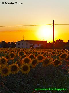 Girasoli al Tramonto by Martini Marco