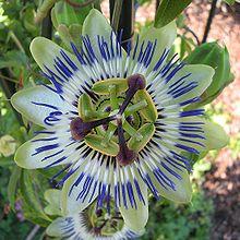 Il Fiore della Passiflora